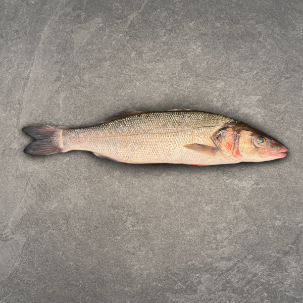 Loup de Mer/ Wolfsbarsch
