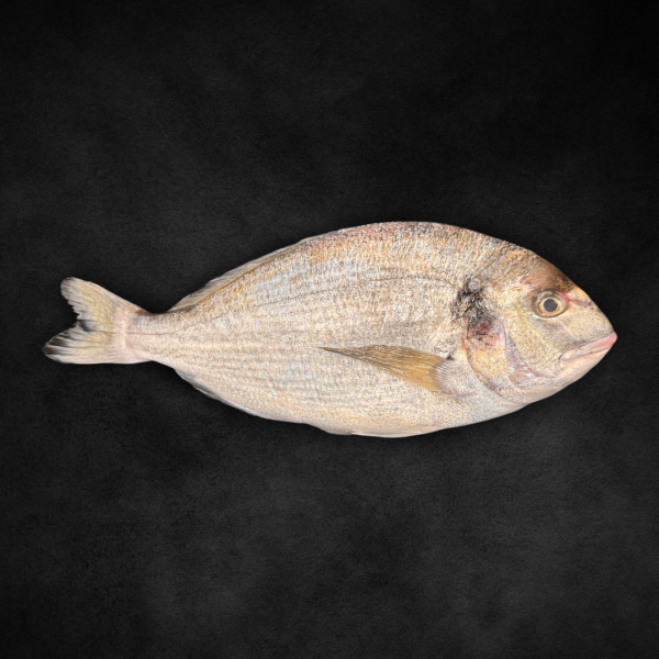 Dorade