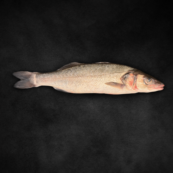 Loup de Mer/ Wolfsbarsch