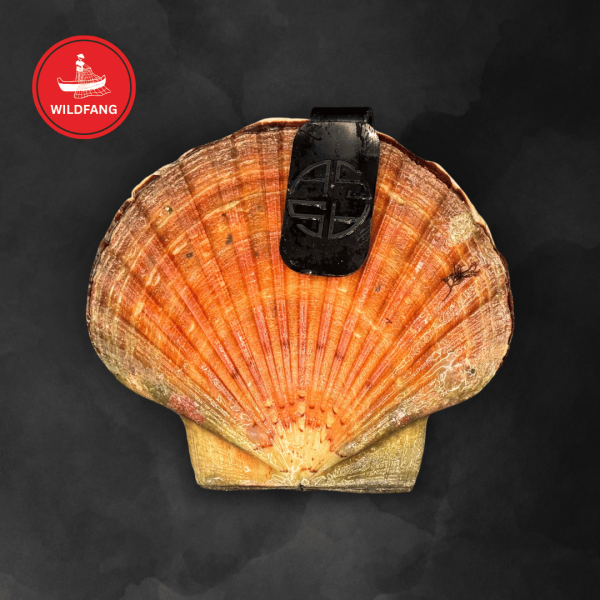 Jakobsmuscheln - Norwegen